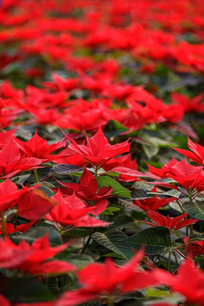 Pole czerwone Poinsettia — Zdjęcie stockowe