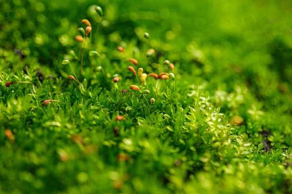 Hermosa naturaleza fondo —  Fotos de Stock