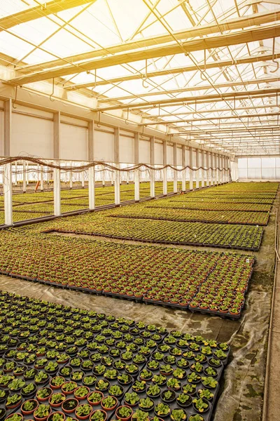 養液栽培の概念ポットで花を育てるための温室 — ストック写真
