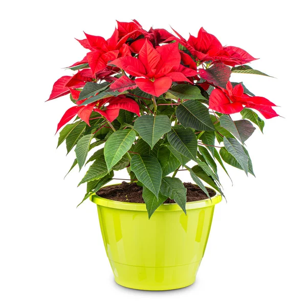 Red Poinsettia Traditional Christmas Flower Pot White Background — Stock fotografie