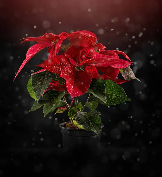 Roter Weihnachtsstern Weihnachten Traditionelle Blume Auf Magischem Hintergrund — Stockfoto