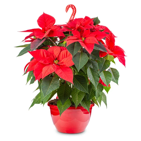 Red Poinsettia Traditional Christmas Flower Pot White Background — Stockfoto