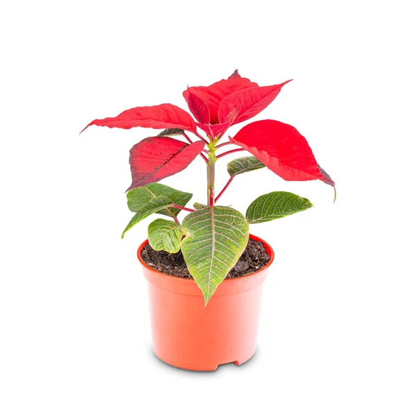 Beyaz Arka Planda Kırmızı Saksıda Kırmızı Noel Çiçekleri — Stok fotoğraf