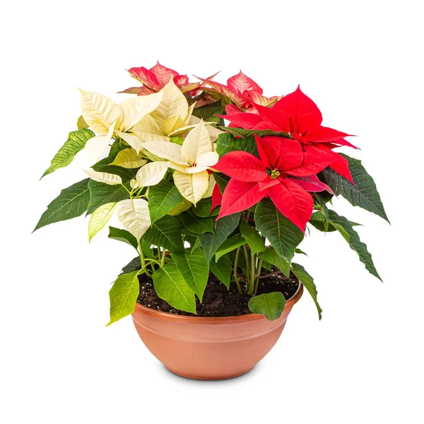 Rote und weiße Weihnachtssterne Blume — Stockfoto