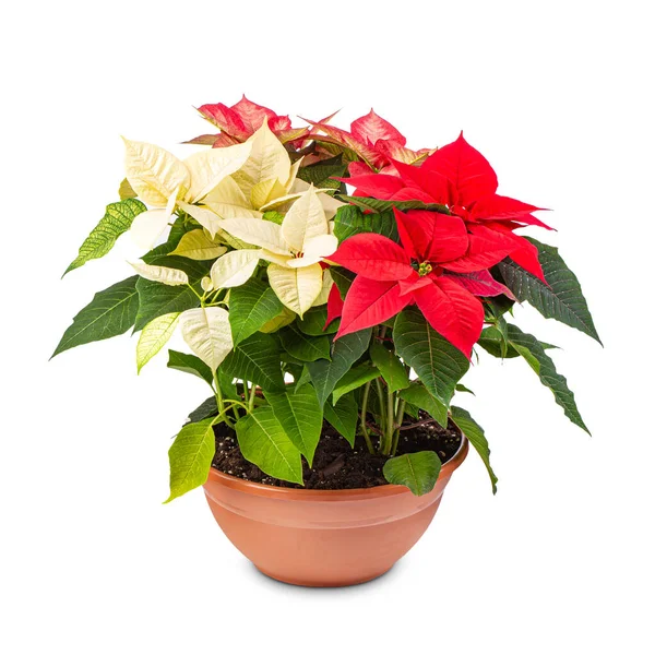 Flor de Poinsettia roja y blanca —  Fotos de Stock