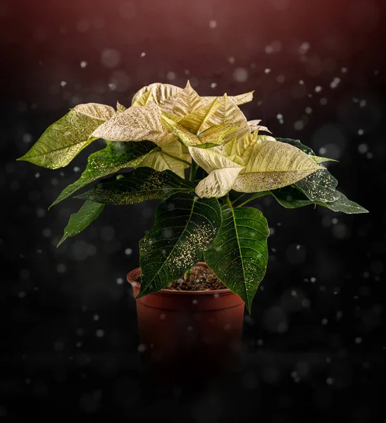 Fiore di poinsettia bianca — Foto Stock