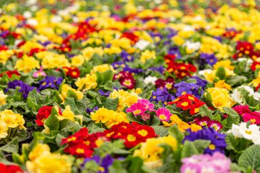 Bitki yetiştirme odasında çuha çiçekleri