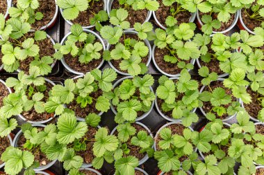 Tencerelerde çilek fideleri