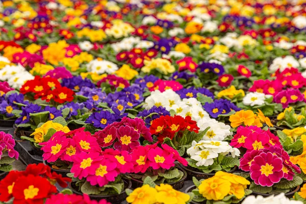 Baharın başında renkli çuha çiçekleri Stok Resim