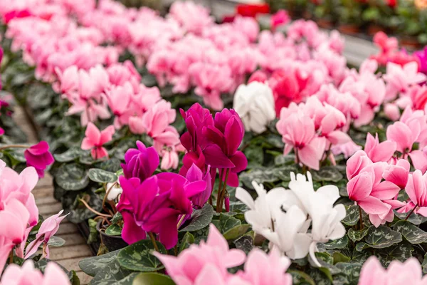 Vita och rosa cyklamen blommor Royaltyfria Stockbilder