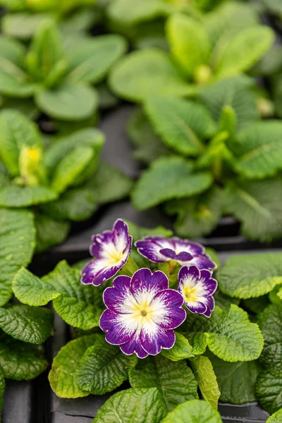 Hermosa flor de onagra Imágenes de stock libres de derechos