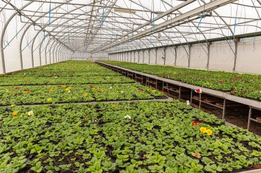 Bir sürü primula çiçeği.