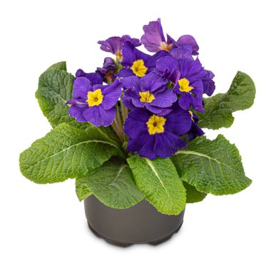 Primula kobalt mavisi çuha çiçeği