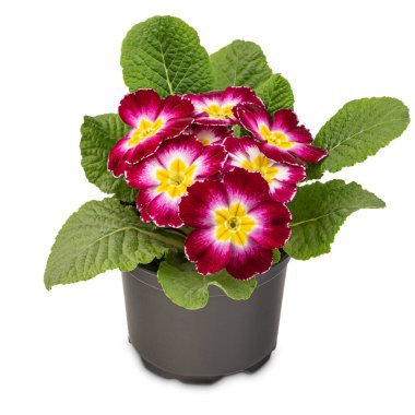 Kırmızı Primula vulgaris.