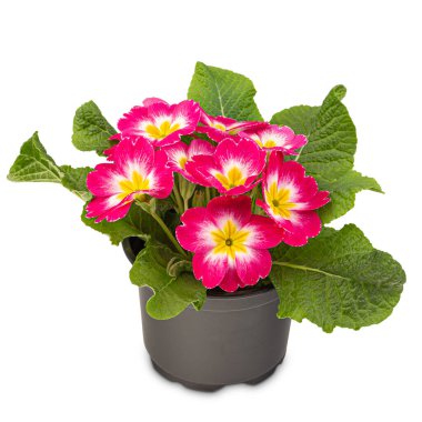 Kırmızı Çuha Çiçeği açıyor