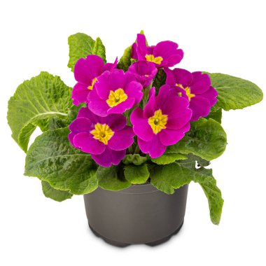 Güzel pembe renkler çuha çiçeği