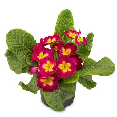 Sarı merkezli kırmızı çuha çiçeği