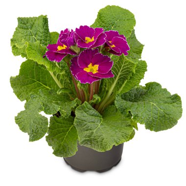 Bahar çiçekleri açar. Beyaz arka planda Primula vulgaris çiçekleri