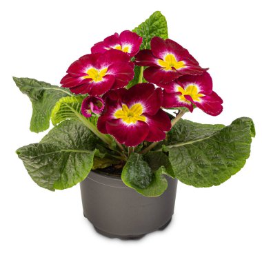 Beyaz arka planda koyu kırmızı primula çiçekli plastik saksı