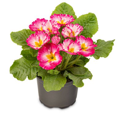 Beyaz arka planda yeşil yapraklar (Primula vulgaris) üzerinde sarı ve beyaz merkezlerle açan pembe Primrose çiçekleri