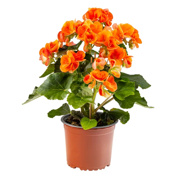 Orange begonia flower Stock Image