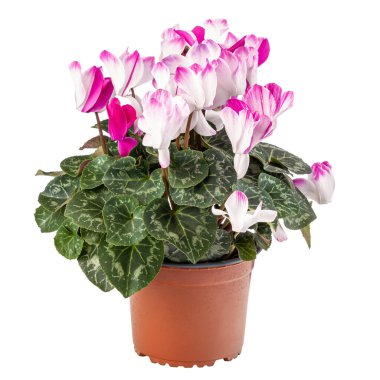 Blossoming cyclamen white with pink