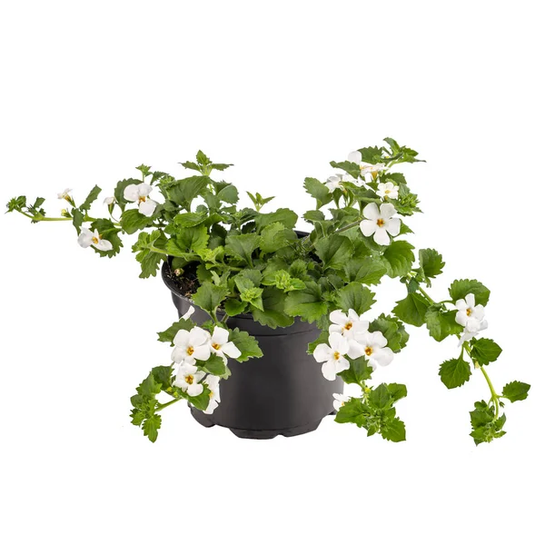 Bacopa Monnieri Hyssop Água Nomes Comuns Vaso Flores Fundo Branco — Fotografia de Stock