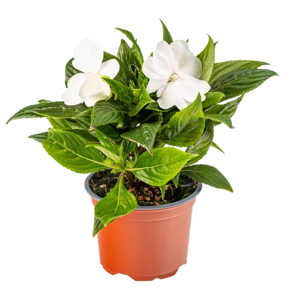 Ungeduldige Walleriana Oder Gartenbalsam Mit Weißen Blüten Auf Weißem Hintergrund — Stockfoto