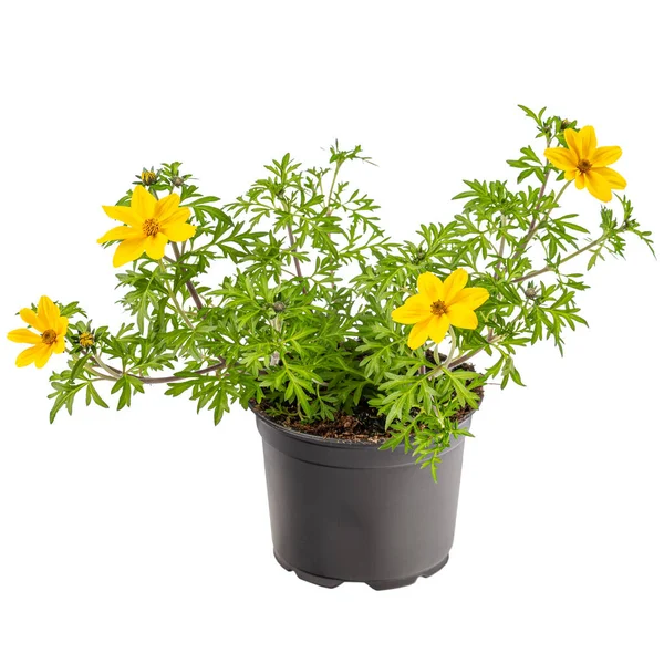 Potentilla Fruticosa Vaso Com Nome Comum Goldfinger Sobre Fundo Branco — Fotografia de Stock