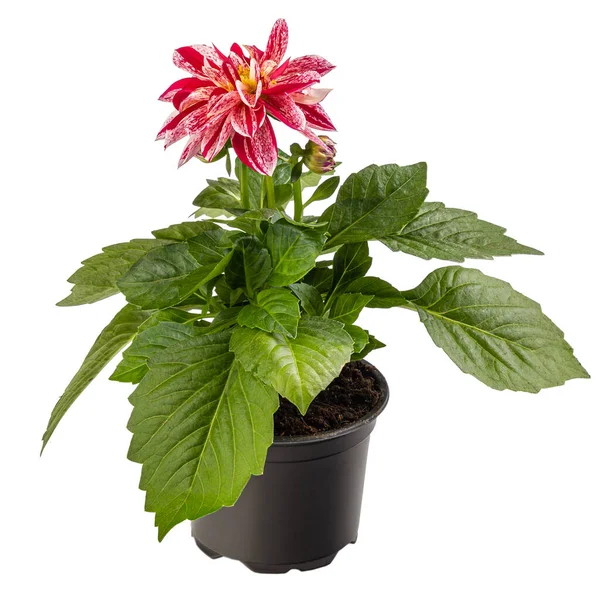 Bicolor Vit Röd Dahlia Blomkruka Vit Bakgrund — Stockfoto