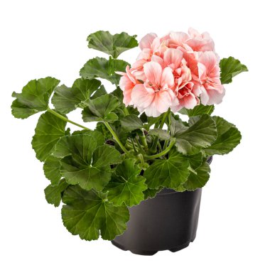 Beyaz arkaplanda çiçek saksısında pembe pelargonyum ya da bahçe pelargonyumu