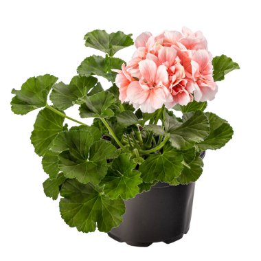 Pink pelargonium flowers or garden pelargonium in flower pot on white background clipart