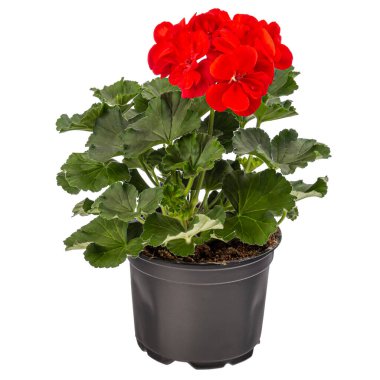 Beyaz arkaplanda izole edilmiş çiçek saksısında sardunya veya pelargonyum çiçekleri