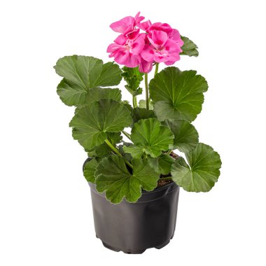 Beyaz arkaplanda saksıda pembe pelargonyum var.