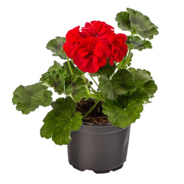 Beyaz arkaplanda izole edilmiş çiçek saksısında sardunya veya pelargonyum çiçekleri