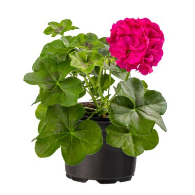 Çiçek saksısındaki güzel pembe pelargonyum beyaz arka planda izole edilmiş.