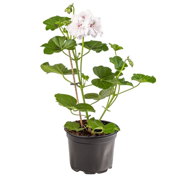 Pelargonium Bianco Fiori Pelargonium Giardino Vaso Fiori Sfondo Bianco — Foto Stock