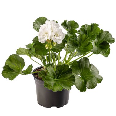 Pelargonium bitkisi, çiçek saksısında beyaz çiçekli, beyaz arka planda izole edilmiş.