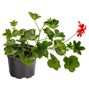 Sarmaşık kırmızısı sardunyalar ya da çiçek saksısındaki Pelargonyum peltatum beyaz arka planda izole edilmiş.