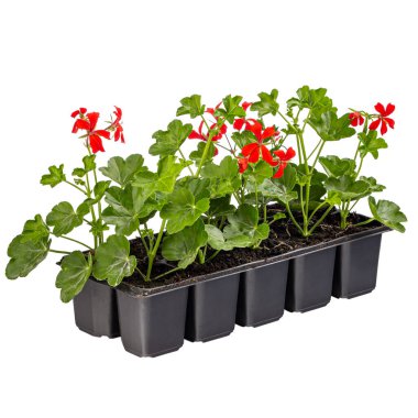 Sarmaşık kırmızısı sardunyaları veya Pelargonyum peltatum satılığa hazır beyaz arka planda izole edilmiş