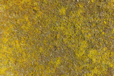 Soyut doğal arkaplan, yosun dokusu