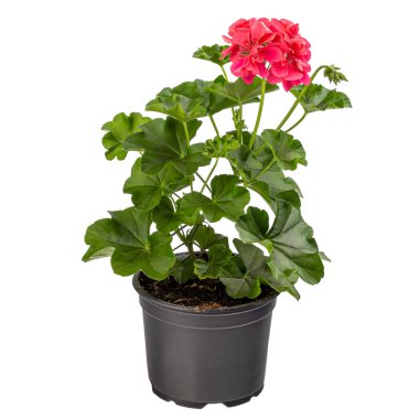 Çiçek saksısında kırmızı pelargonyum