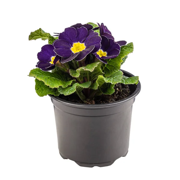 Primula pourpre foncé en pot — Photo