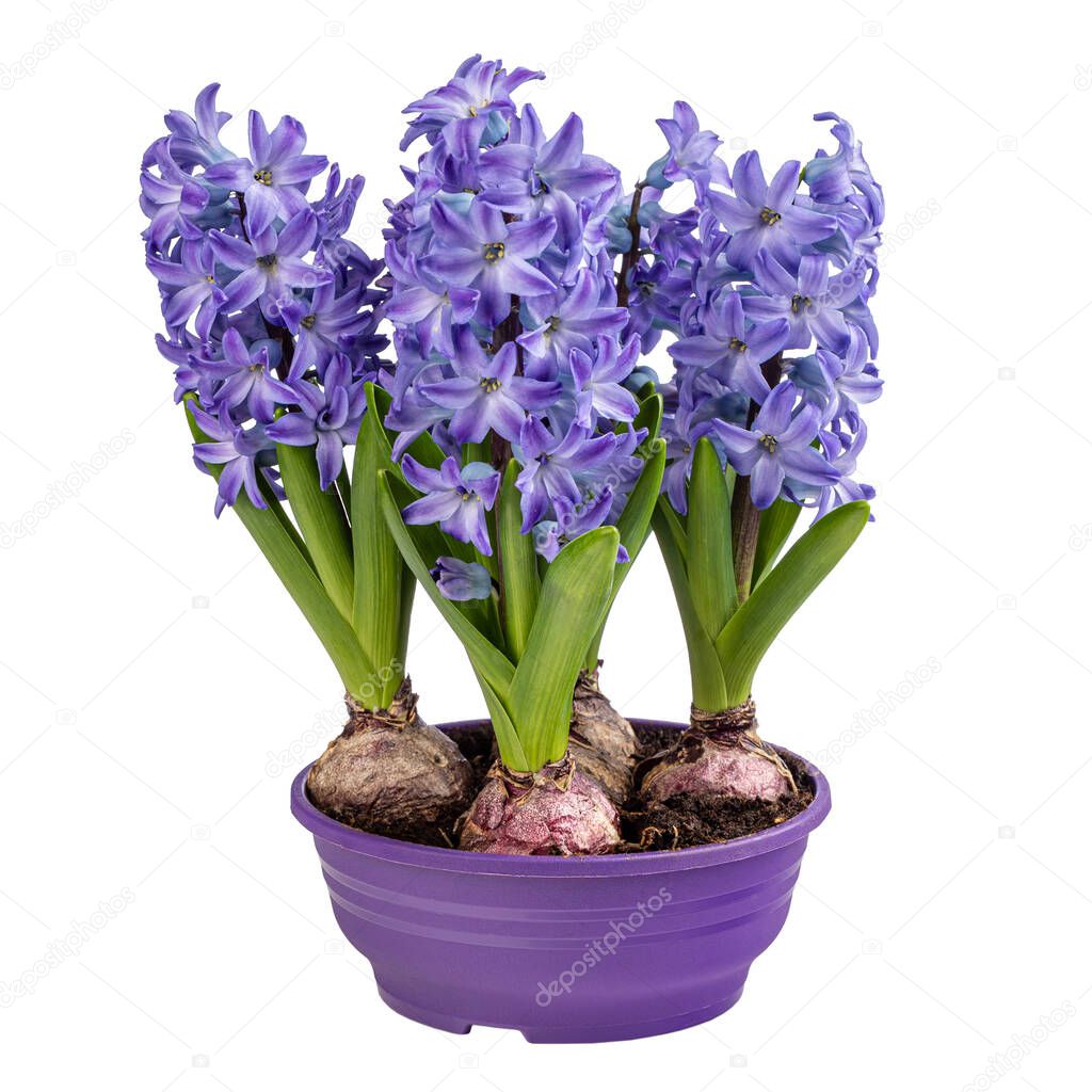 Hyacinth full of blue flowers