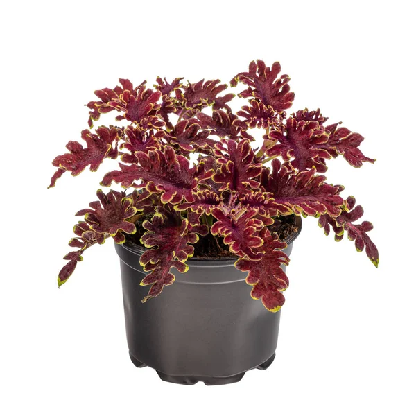 Curly Coleus Σκούρο Μωβ Χρώμα Πράσινο Περίγραμμα Στην Γλάστρα Που — Φωτογραφία Αρχείου