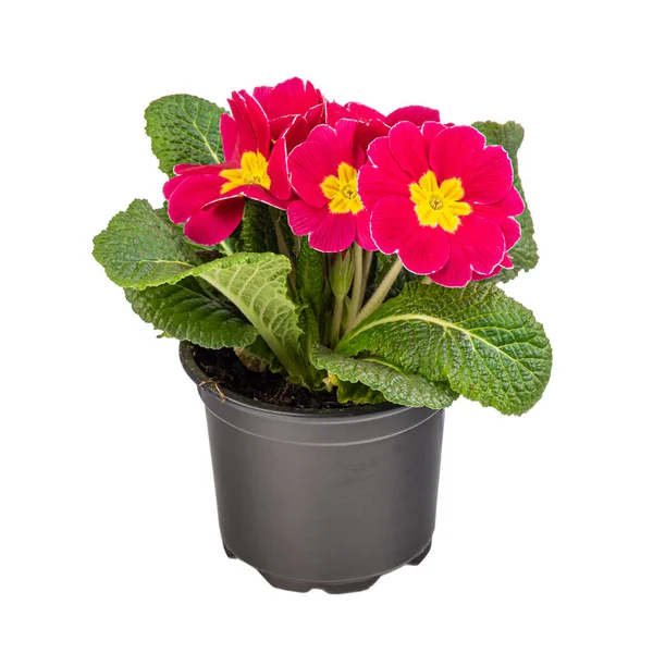 Primosa Roja Floreciendo Con Centros Amarillos Sobre Hojas Verdes Primula — Foto de Stock