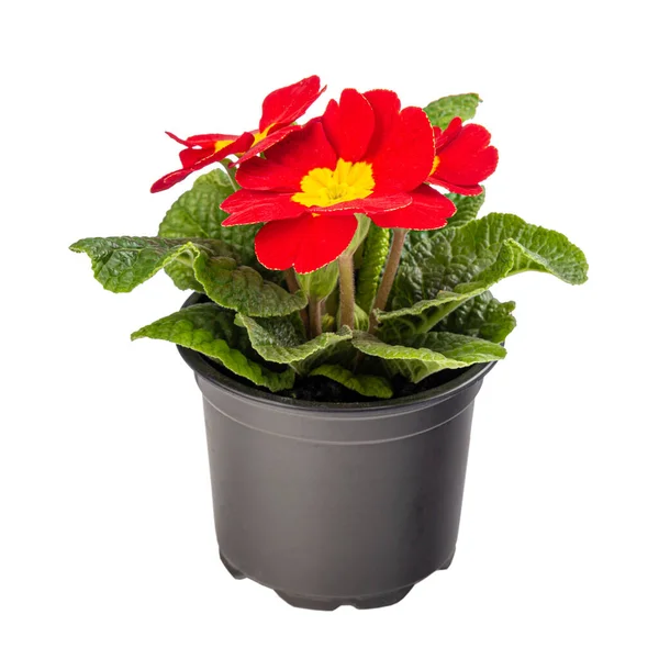 Saksı kırmızı primula ya da çuha çiçeği — Stok fotoğraf