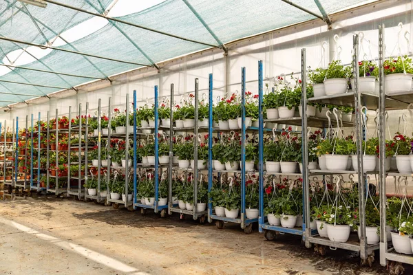 Cajas Con Plantas Geranio Invernadero Listo Para Exportación — Foto de Stock