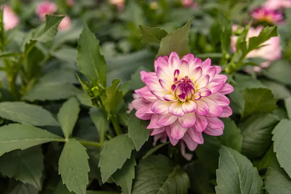 Krásná Růžová Dahlia Perfektními Okvětními Lístky Prostor Pro Váš Text — Stock fotografie