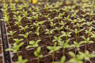 Çocuk odasında büyüyen genç bitkiler. Saksıda fidanlar yetişiyor.